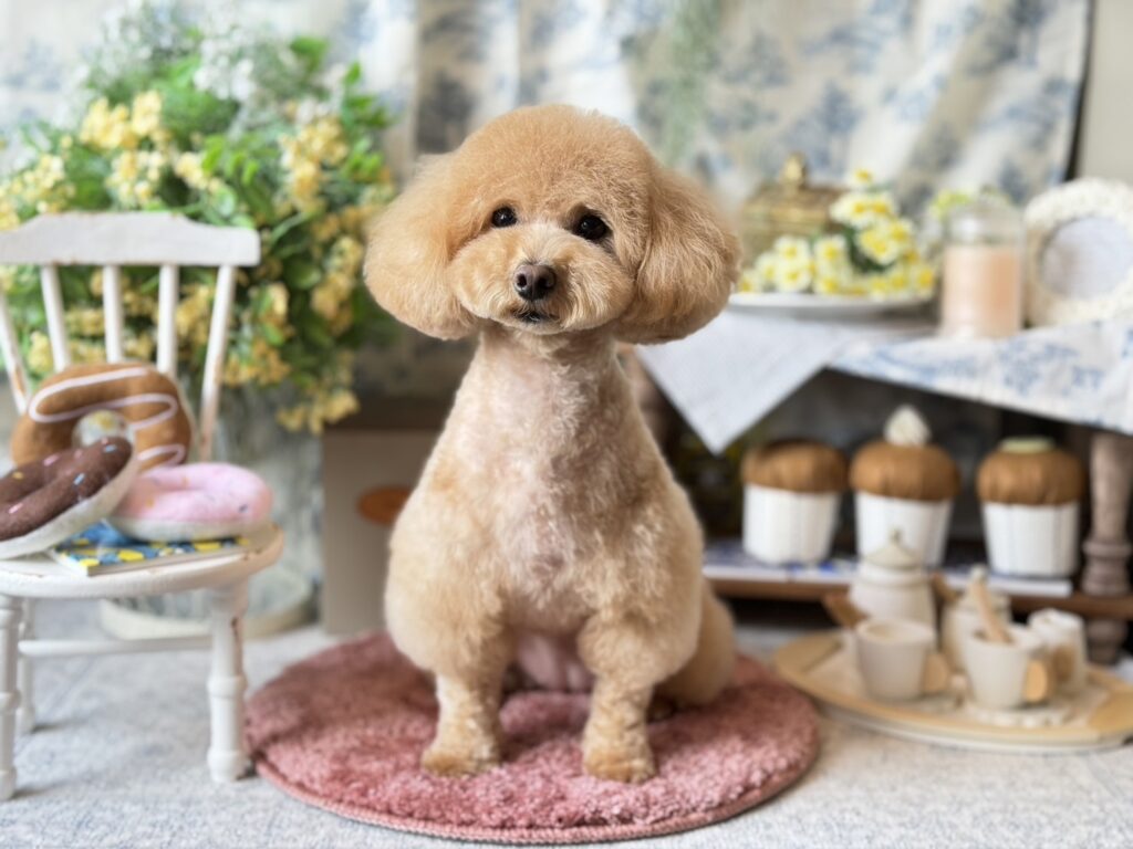 dog salon mou ワンちゃん写真