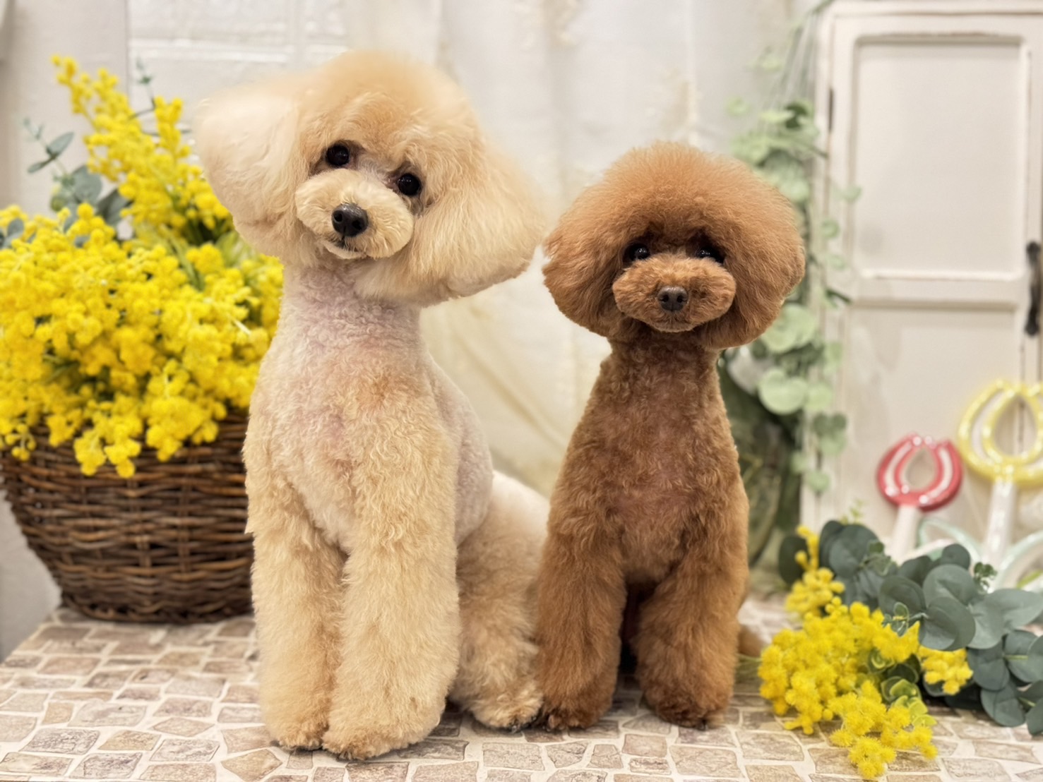 dog salon mou トリミングワンちゃん写真