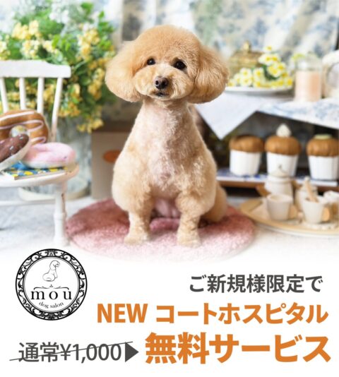 dog salon mou ドッグサロン ムー