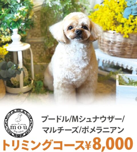 dog salon mou ドッグサロン ムー