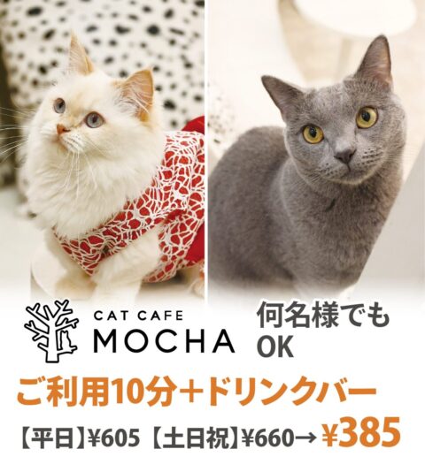 猫カフェMOCHA イオンモール神戸北店