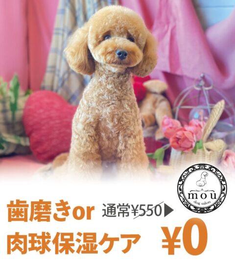 dog salon mou ドッグサロン ムー