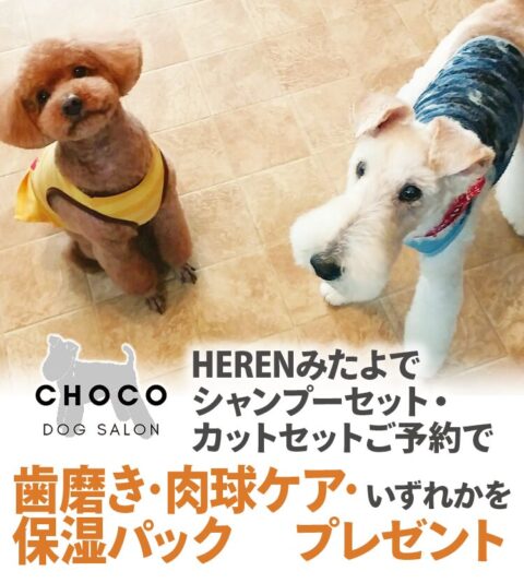 DOG SALON CHOCO
