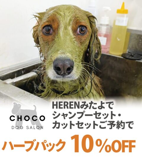 DOG SALON CHOCO