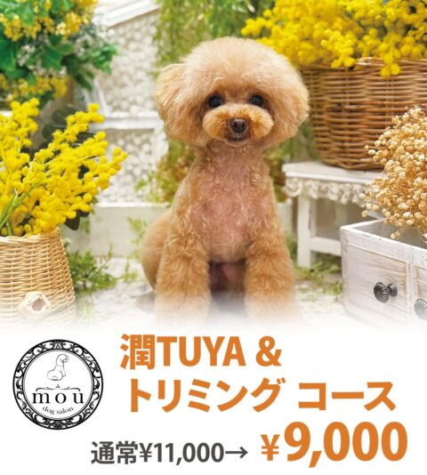 dog salon mou ドッグサロン ムー